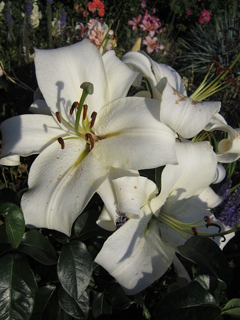 Лилейное дерево Претти Вумен